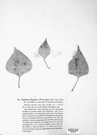 Taphrina populina image